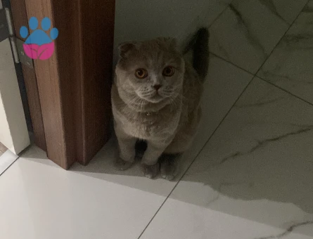 Scottish Fold Oğluşuma Eş Arıyorum