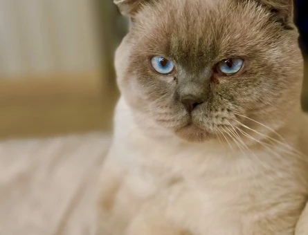 British Shorthair 3 Yaşında Eş Arıyor - 118968950