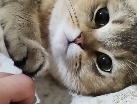 British Shorthair Lokum Eş Arıyor - 118968952