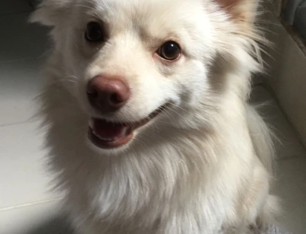 Pomerian Spitz Köpeğime Eş Arıyorum - 118968963