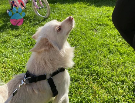 Pomerian Spitz Köpeğime Eş Arıyorum