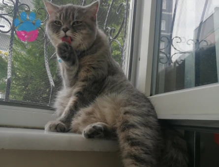 British Shorthair 1,5 Yaşında Eş Arıyor