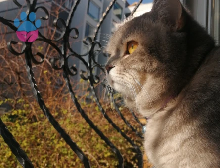 British Shorthair 1,5 Yaşında Eş Arıyor