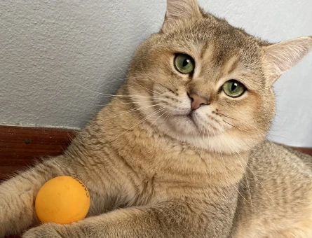 British Shorthair 1 Yaşında Eş Arıyor - 118968966