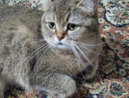 Scottish Fold Kızıma Eş Arıyorum 1 Yaşında - 118968977