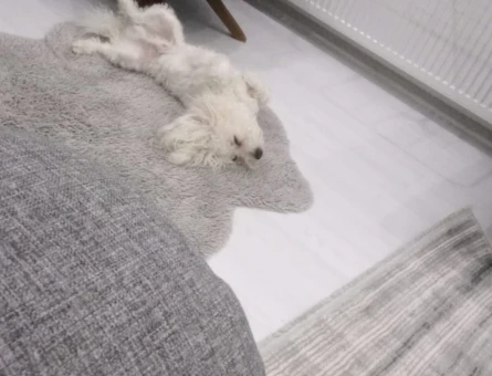 Maltese Terrier 3 Yaşında Oğluma Eş Arıyorum - 118968979