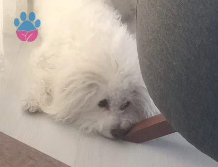 Maltese Terrier 3 Yaşında Oğluma Eş Arıyorum