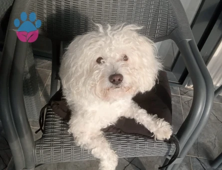 Maltese Terrier 3 Yaşında Oğluma Eş Arıyorum