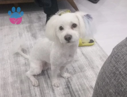 Maltese Terrier 3 Yaşında Oğluma Eş Arıyorum