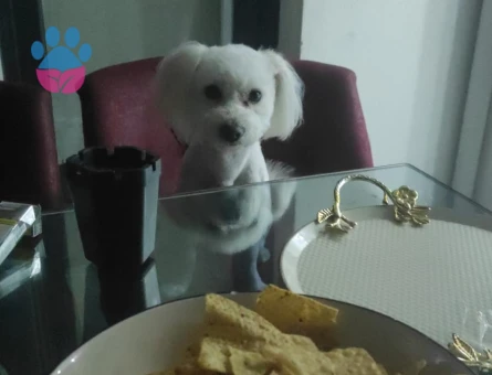 Maltese Terrier 3 Yaşında Oğluma Eş Arıyorum