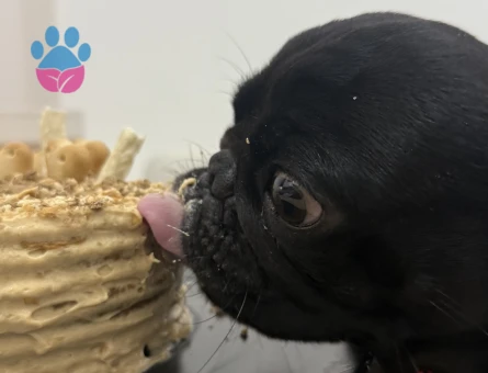 Coopera gelin arıyoruz