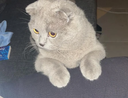 AŞILARI TAM OLAN TATLI KEDİMİZE EŞ ARIYORUZ - 118977309