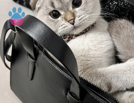 Scottish fold Lia