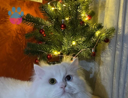 Prensimize prenses arıyoruz