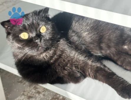 Scottish Fold kızıma eş arıyorumm