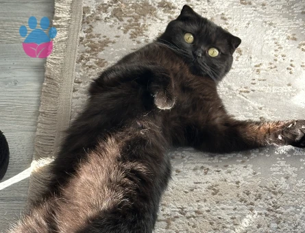 Scottish Fold kızıma eş arıyorumm