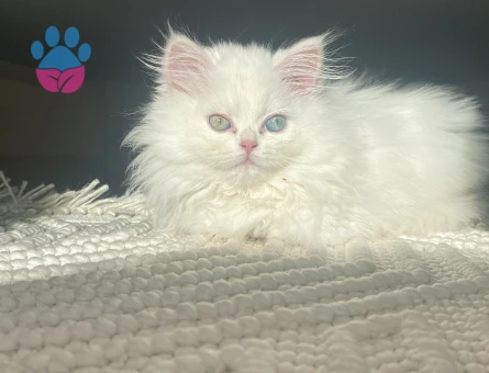 British longhair Maltepe