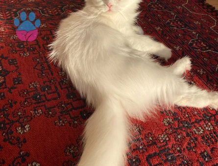 British longhair Maltepe