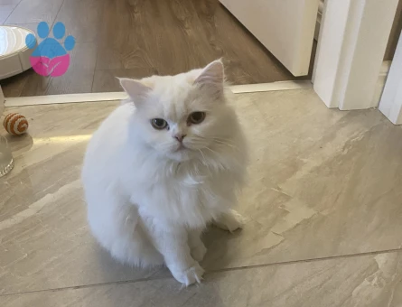 British longhair Maltepe