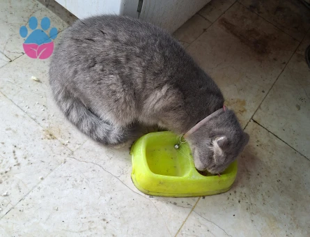 Scottish Fold 1 Yaşında Kedim Eş Arıyor