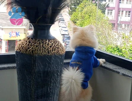 Poomeranian Boo 1 Yaşında Eş Arıyor