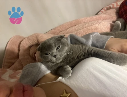 Kedim bella için uygun eş arıyorum