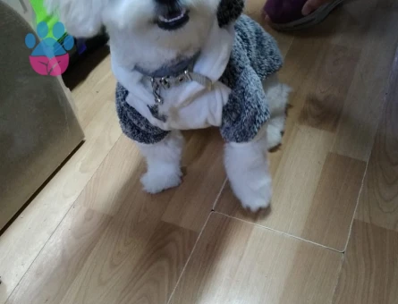 2 Yaşında Maltese Terrier Köpeğime Eş Arıyorum