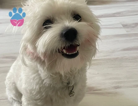 2 Yaşında Maltese Terrier Köpeğime Eş Arıyorum