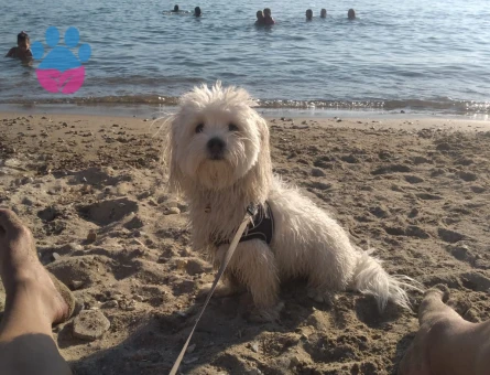 2 Yaşında Maltese Terrier Köpeğime Eş Arıyorum