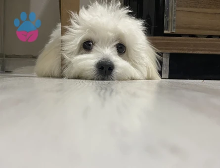 2 Yaşında Maltese Terrier Köpeğime Eş Arıyorum