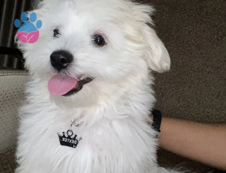 2 Yaşında Maltese Terrier Köpeğime Eş Arıyorum
