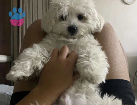 2 Yaşında Maltese Terrier Köpeğime Eş Arıyorum