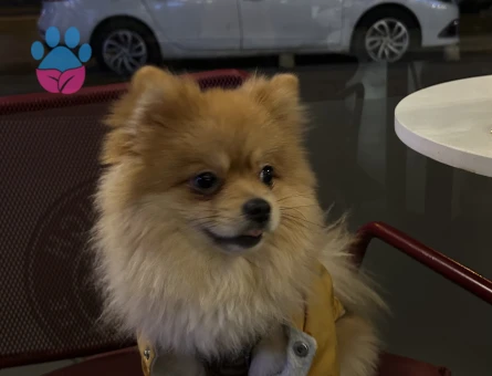 2 Yaşında pomeranian Boo Eş Arıyor