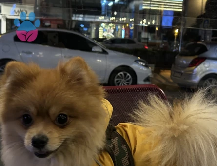 2 Yaşında pomeranian Boo Eş Arıyor