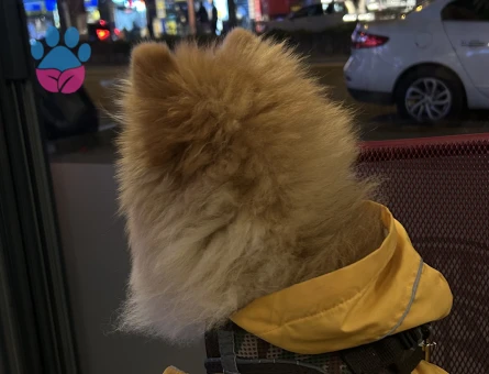 2 Yaşında pomeranian Boo Eş Arıyor