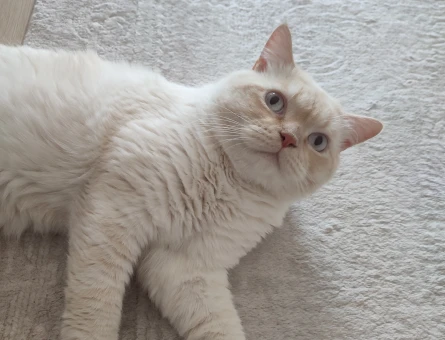 British Shorthair Erkek Eş Arıyoruz - 118969716