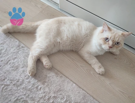 British Shorthair Erkek Eş Arıyoruz