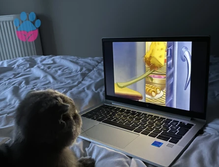 British Kedim Luna'ya Eş Arıyorum