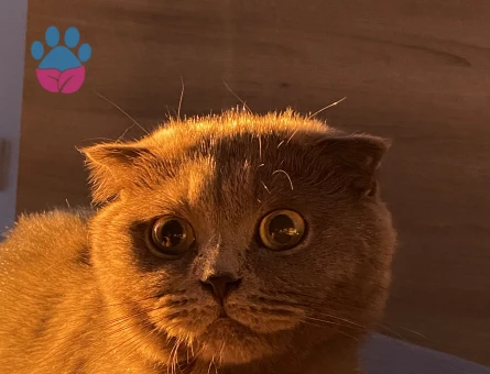 British Kedim Luna'ya Eş Arıyorum