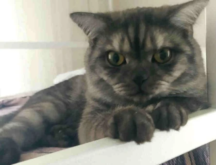 Biritish shorthair 10 Aylık Eş Arıyor - 118969720