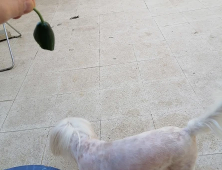 Maltese Terrier 5 Yaşında Kızıma Eş Arıyorum - 118969721