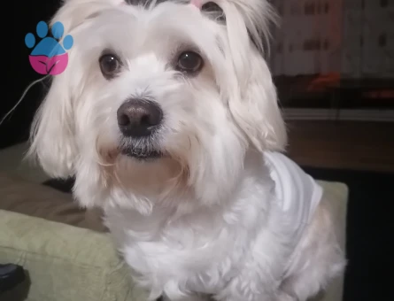 Maltese Terrier 5 Yaşında Kızıma Eş Arıyorum