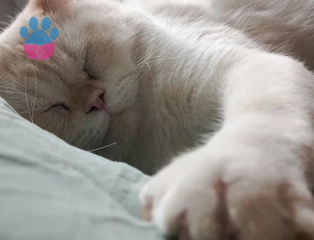 Erkek kedıme eş arıyorum.