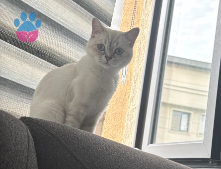 2.5 yaşında British