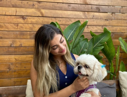 Shihtzu erkek kızgınlıkta - 118977911