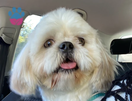 Shihtzu erkek kızgınlıkta