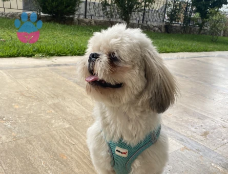 Shihtzu erkek kızgınlıkta