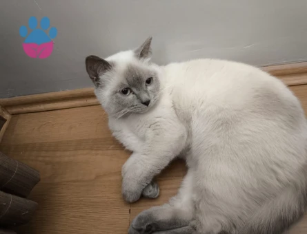 British blue point