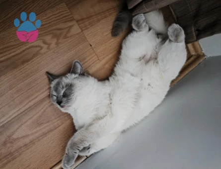 British blue point