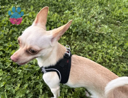 1.5 yaşında Dişi Chiuahua'm var çok sağlıklı.